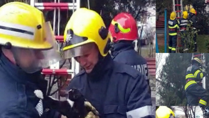 „Intervenție în forță” a pompierilor de la ISU Dâmbovița, pentru…o pisică. Animalul se urcase într-un brad de 10 metri(Video)